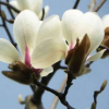 玉蘭基地 紅玉蘭 白玉蘭 黃玉蘭 規格齊全