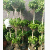 搖錢樹盆栽辦公室內植物聚財客廳大型造型盆景綠植四季好養