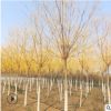 黃金槐苗圃供應槐樹苗 工程綠化種植金枝國槐 規格齊全現場起苗