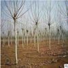 南北方種植速生法桐 大喬木防護林 多規格造型法桐點綴庭院觀賞