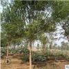 廠家供應國槐樹苗 園林綠化工程槐樹 花木基地園林綠化一站式采購