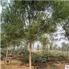 基地供應多規格國槐古樹 供應綠化工程國槐 國槐小苗量大從優