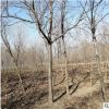 落葉性欒樹南方欒樹 綠化樹園林綠化行道樹工程綠化 批發露地北欒