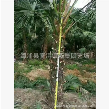 福建蒲葵價格，漳州蒲葵價格，桿高5米蒲葵價格植物種園林綠化