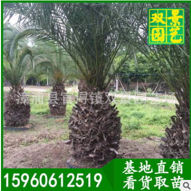 加拿利海棗價格,1米桿加拿利海棗,現貨供應,基地直銷