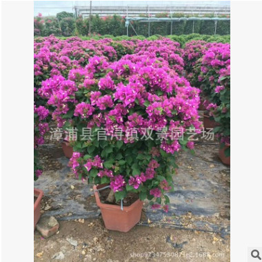 三角梅球價格 高度120公分 紫花三角梅球價格 現貨供應