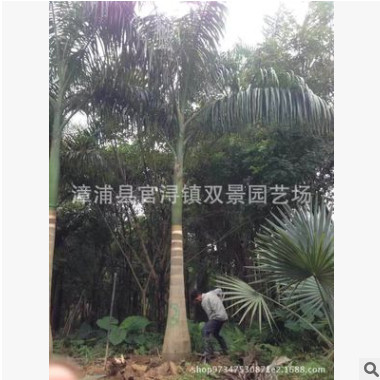 狐尾椰子，漳州狐尾椰子價格，桿高4米狐尾椰子價格
