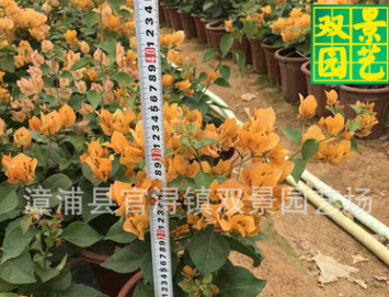 三角梅,黃色三角梅價格,三角梅盆價格,自產自銷,現貨供應