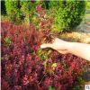 紅葉小檗工程苗隔離帶道路花壇植物帶刺綠籬庭院廠區公園紅葉小檗