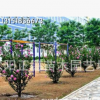 批發連翹苗木 地被植物叢生連翹苗 種子 優良綠化灌木 成活率高