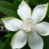 大葉梔子花苗|工程苗|2年生高度25~35公分|移栽成活率高