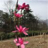 紅花玉蘭