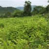 鐵堅油杉