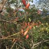 香果樹