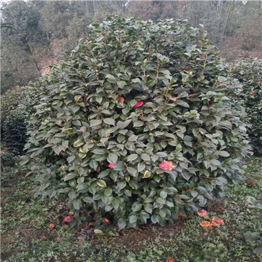 茶花樹