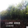 供應優質香樟小樹 行道綠化苗木大小香樟4-10公分 庭蔭常綠樟樹苗
