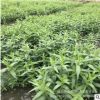 千屈菜 水生花卉 容器苗 喜強光 耐寒性強 喜水濕 園林綠化工程