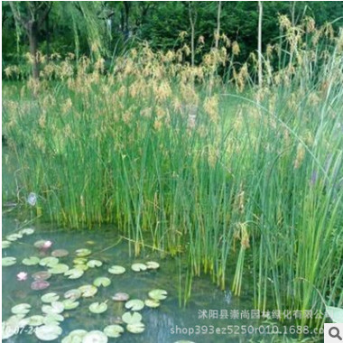 大量批發水蔥 蔥蒲 水蔥價格 水丈蔥 水蔥苗 水生花卉水蔥