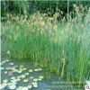 大量批發水蔥 蔥蒲 水蔥價格 水丈蔥 水蔥苗 水生花卉水蔥