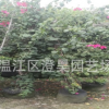 成都苗木 大葉黃楊萬年青散球 產地直銷 質量保證 品種規格齊