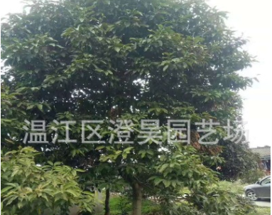 成都苗木 黃角蘭又名白蘭花 地苗杯苗 產地直銷 質量好 歡迎致電