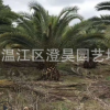 成都苗木 金禾女貞柱 產地直銷 質量保證 品種規格齊 一站購齊