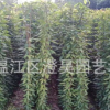 成都苗木 油麻藤 產地直銷 質量保證 品種規格齊 一站購齊 電詢