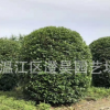 成都批發精品地籠桂花長期提供各種規格工程苗咨詢電話1373067958