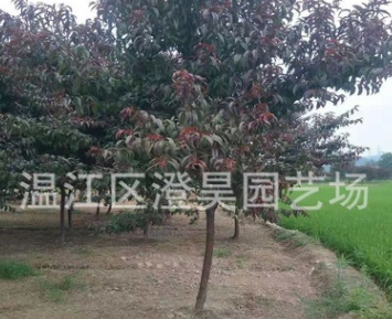 成都批發各種規格紅葉碧桃長期提供各種品種喬木灌木地被詳情致電