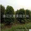 成都溫江苗木 地籠天竺桂 產值直銷 質量保證 品種齊全 歡迎致電