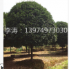 長期出售14公分15公分16公分桂花 八月桂花價格 八月桂花成活率高