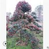 枸骨基地批發(fā)無刺構(gòu)骨球 枸骨樹苗 綠化工程 湖南造型無刺構(gòu)骨樁