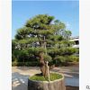 造型五針松精品五針松苗木公司庭院別墅基地批發(fā)