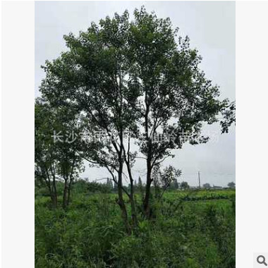 批發(fā)移栽喬木烏桕樹 優(yōu)質(zhì)叢生烏桕大樹 園林綠化景觀樹