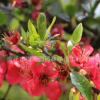 批發紅梅樹苗 行道點綴庭院觀賞氣味芳香梅花樹 園林綠化紅梅苗