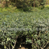 無刺枸骨小苗基地直銷園林盆景植物 工程綠化苗木無刺枸骨球