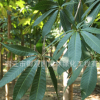 七葉樹苗木 綠化苗木庭院種植行道點綴常綠喬木七葉樹樹苗批發