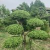 黃楊樹