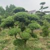 造型黃楊樹