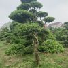 各種規(guī)格造型黃楊樹
