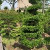 上海各種規(guī)格造型黃楊樹