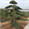 基地批發(fā)10-12-15等各種規(guī)格羅漢松樹，各種異型造型羅漢松樹樁。