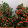 直銷火棘盆景 微型盆景植物 庭院室內(nèi)可種植規(guī)格齊全火棘觀果盆景
