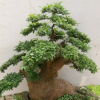 精品大型榆樹老樁盆景 造型榔榆盆景樹樁 別墅庭院私家花園種植