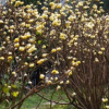 大量供應結香花 苗