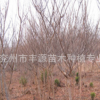 低價供應優質3-20cm紅葉碧桃工程用苗濕地綠化
