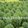 大量批發優質40-80cm大葉黃楊工程用苗行道樹濕地綠化