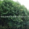 廠家大量批發速成大葉女貞大葉女貞小苗行道樹