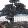 浙江紅花繼木樹莊。福建直銷。揭陽產(chǎn)地供應(yīng)。普寧批發(fā)。紅繼木價