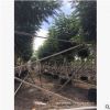 廣東房地產貨源。揭陽藍花楹基地。普寧直銷價格。市政工程。園林